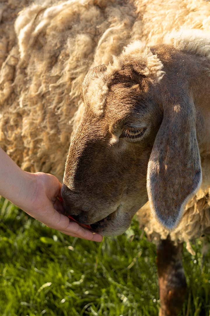 WAJIB SACRIFICE DONATION FOR AFRICA