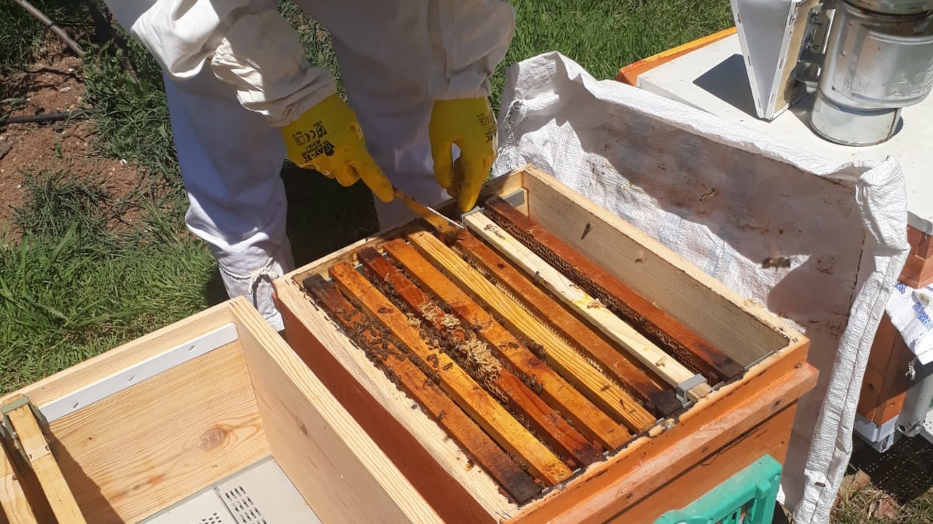 Bee Farming Started in Kurtuluş Forest!