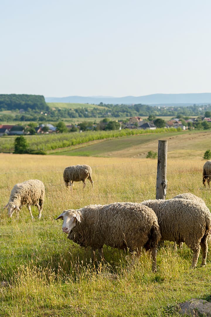 أفغانستان أراكان سوريا التبرع الإلزامي بالأضحية