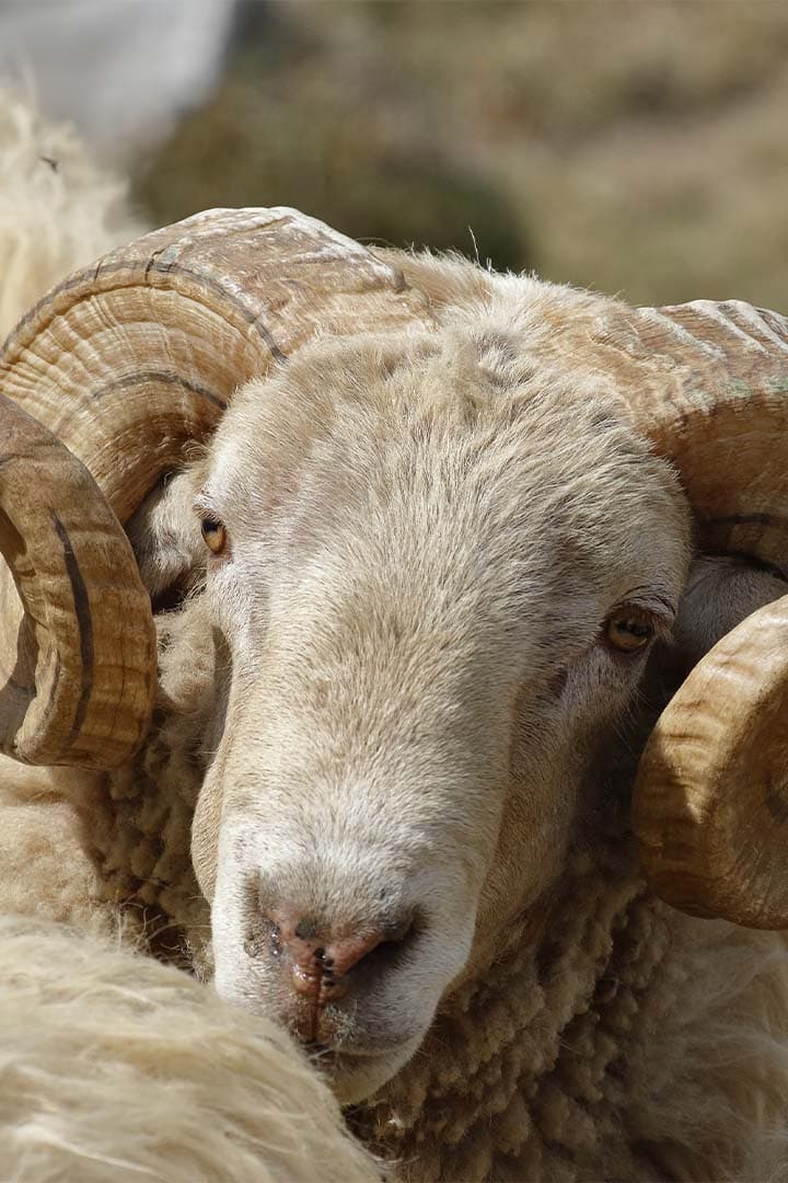 منطقة زلزال تركيا تبرع قربان